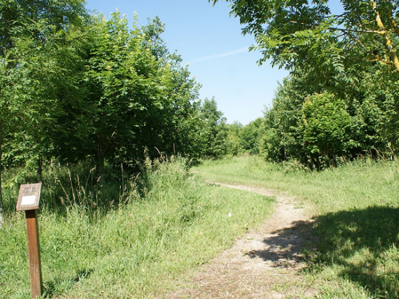 Bois de l'an 2000