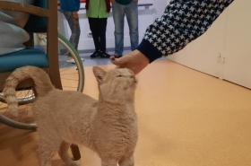 unité alzheimer, chat, ehpad Gérard Girault, Jaunay-Marigny