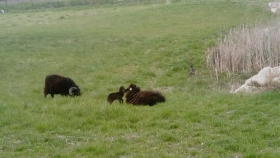 agneau, moutons, naissance, éco-quartier, fonds gautiers, jaunay-Marigny