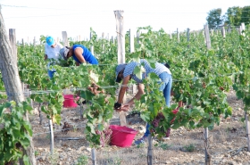 vendanges bois de l'an 2000, jaunay-marigny