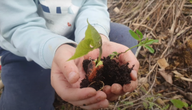 Potager, Potage, nature, jardin, jardinage, compétition