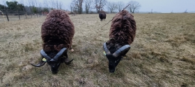 3 nouveaux moutons rejoignent la Commune de Jaunay-Marigny