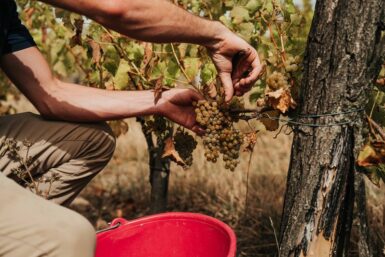 Zoom sur les mains d'un vendangeur en train de couper une grappe de raisin à l'aide d'un sécateur