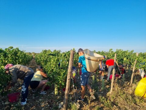 Habitants de la communes dans les rangs de vignes, hottes sur le dos, sécateurs en main, en train de vendanger.