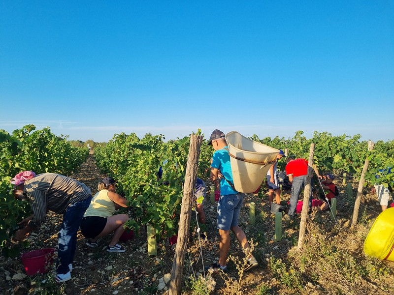 Habitants de la communes dans les rangs de vignes, hottes sur le dos, sécateurs en main, en train de vendanger.