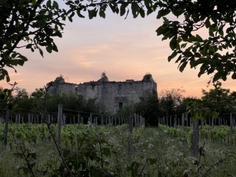 Photo du Château de Montfaucon avec au premier plan les vignes, au second le château et un coucher de soleil rosé en dernier plan