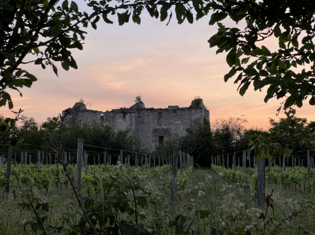Photo du Château de Montfaucon avec au premier plan les vignes, au second le château et un coucher de soleil rosé en dernier plan