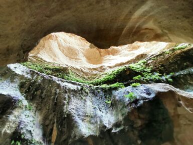 a cave filled with lots of green plants and rocks