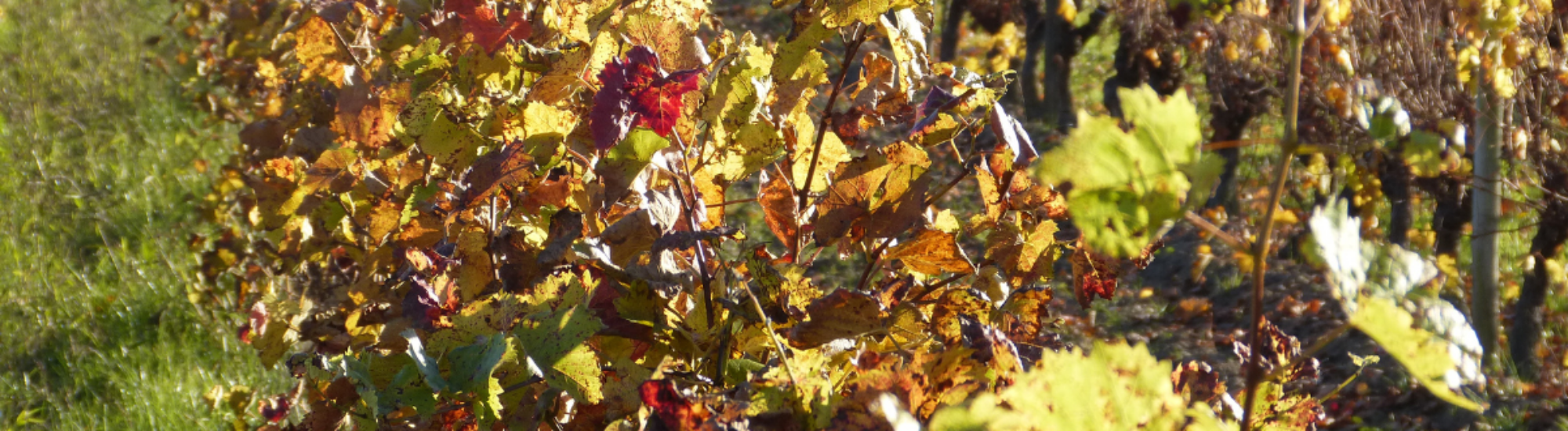 Paysage de vigne en automne
