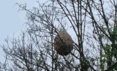 Nid de frelon asiatique à la cime d'un arbre qui a perdu ses feuilles.
