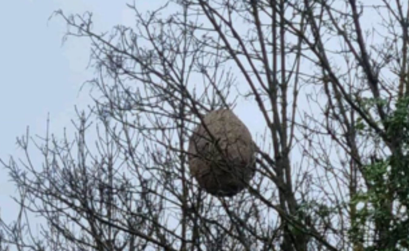 Nid de frelon asiatique à la cime d'un arbre qui a perdu ses feuilles.