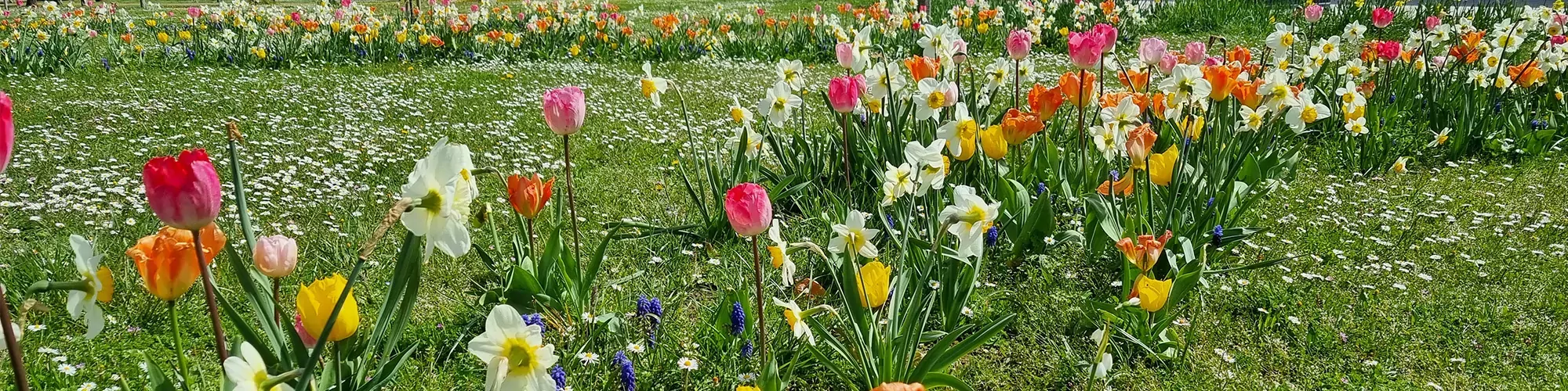 Fleurs de printemps devant l'agora