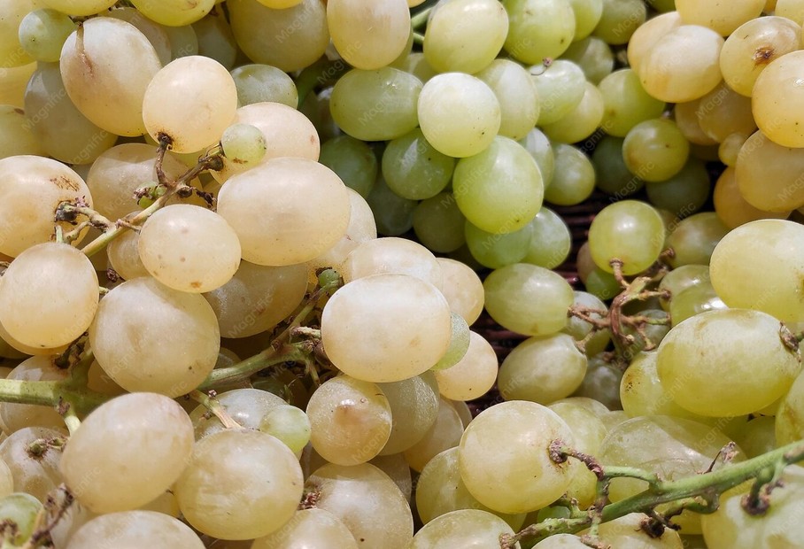gros plan sur des gros raisins blancs