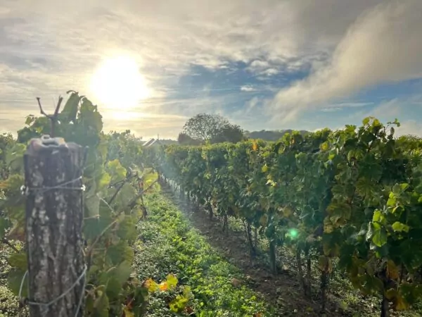 Vignes du domaine de la rotisserie
